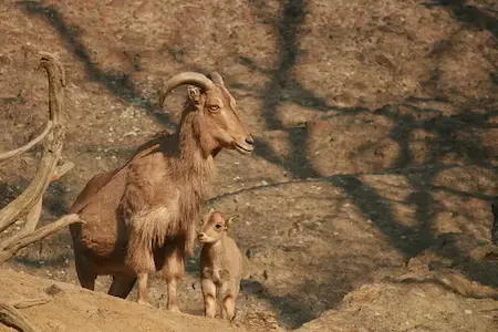 Image of a mother and baby Aoudad