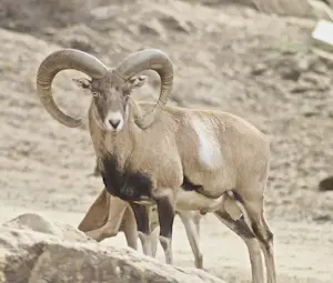 Image of an Armenian Mouflon