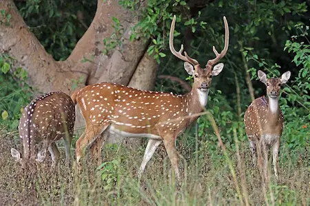 Image of an Axis Deer