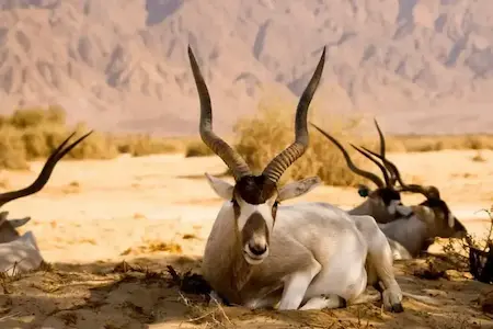 Image of an Addax