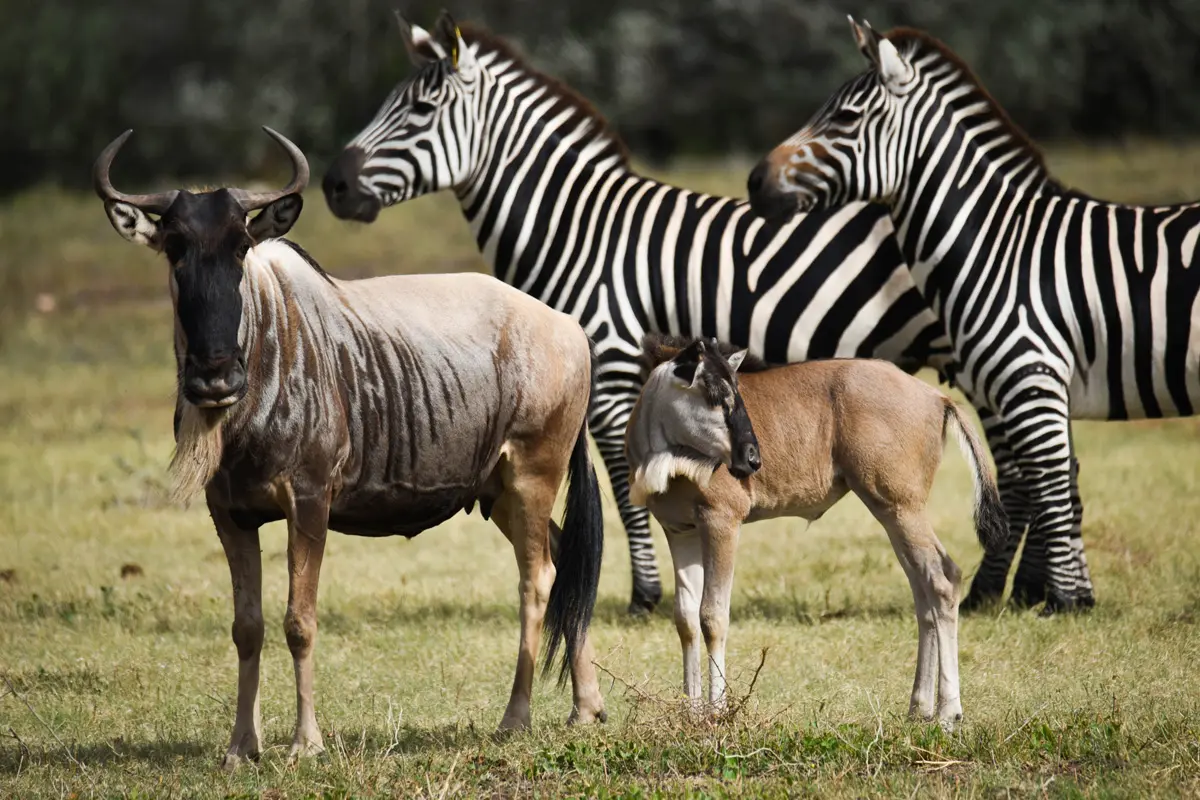 Wildebeests and Zebras