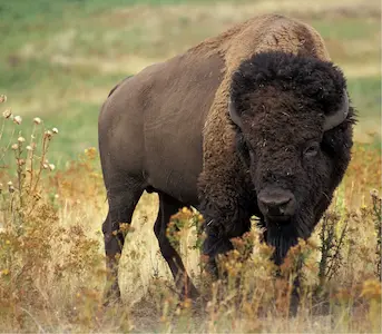 Image of a Bison