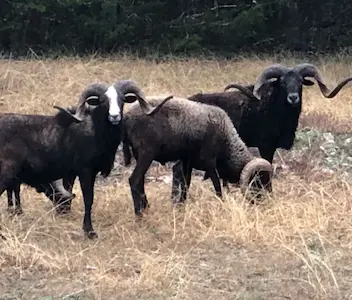 Image of a group of Black Hawaiian sheep