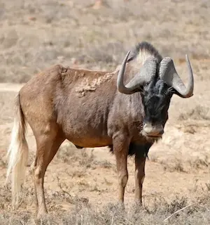 Image of a black wildebeest