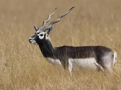 Image of a blackbuck
