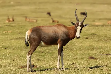 Image of a blesbok