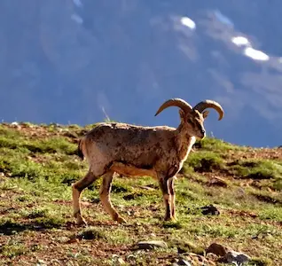 Image of a blue sheep