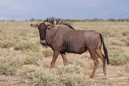 Image of a blue wildebeest