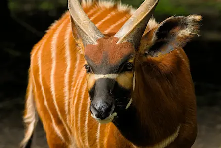 Image of a bongo antelope
