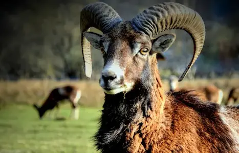 Image of a Corisican Ram