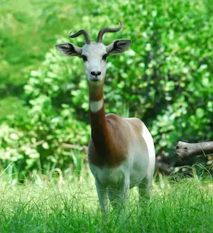 Image of a dama gazelle