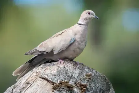 Image of a dove