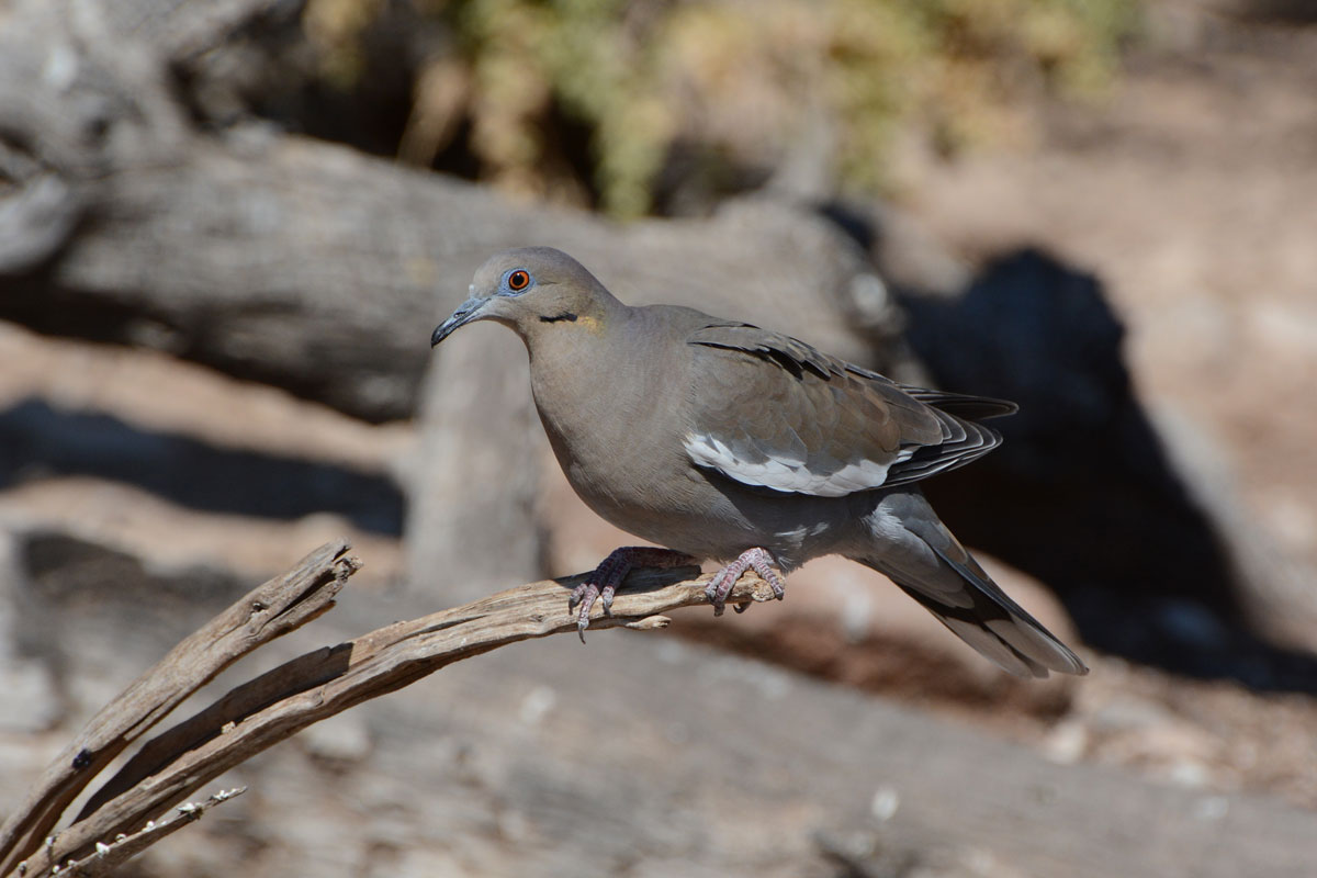 Image of a dove