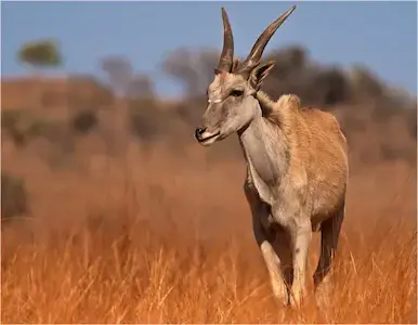 Image of an eland bull