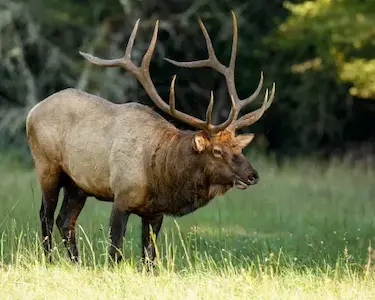 Image of an elk
