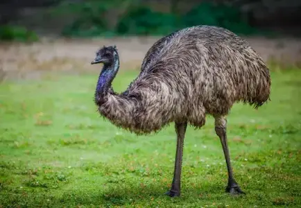 Image of an Emu