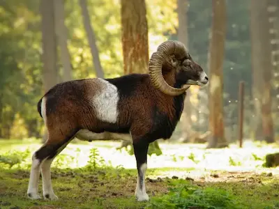 Image of a european mouflon