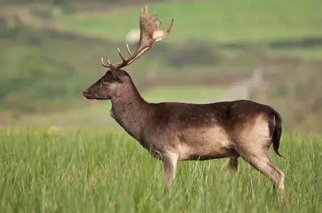 Image of a fallow buck