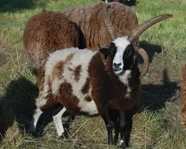 Image of a four horn ram