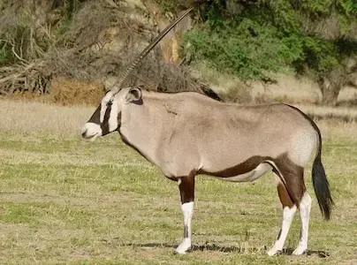 Image of a gemsbok
