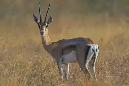 Image of a grants gazelle
