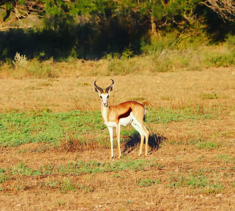 Image of an antelope