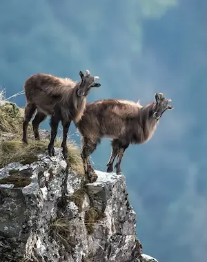Image of a himalayan tahr
