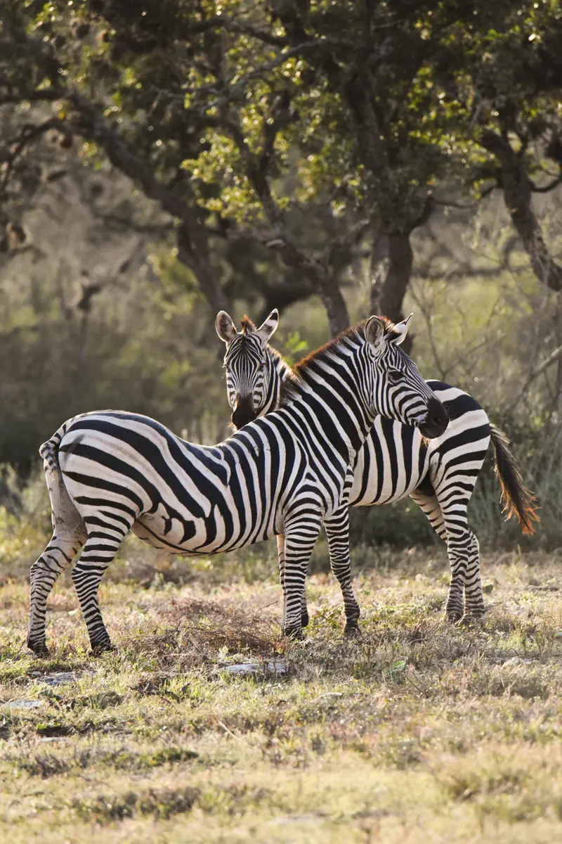 2 Zebras in a field