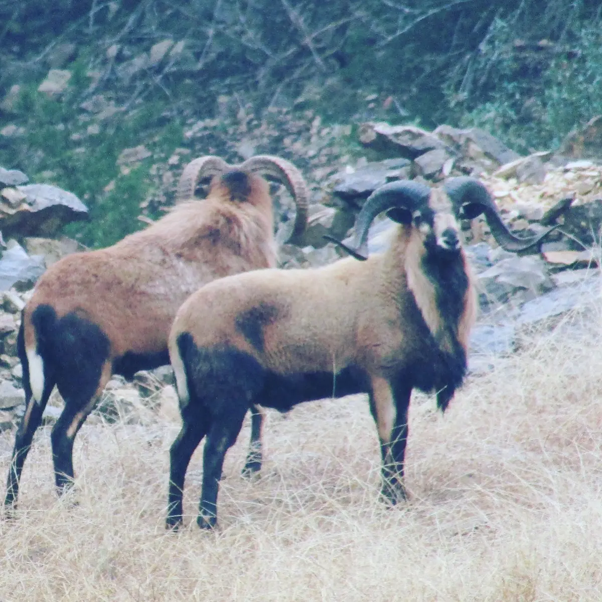 Goats in a field