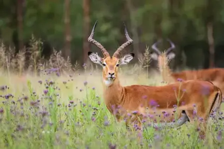 Image of an impala