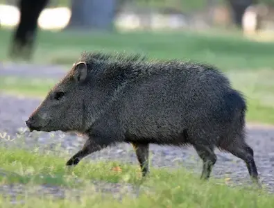 Image of a javelina pig
