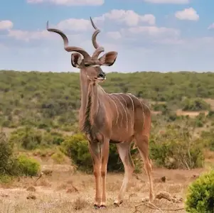 Image of a kudu