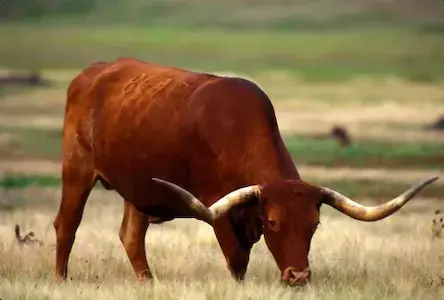 Image of a longhorn bull