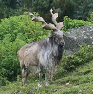 Image of a markhor
