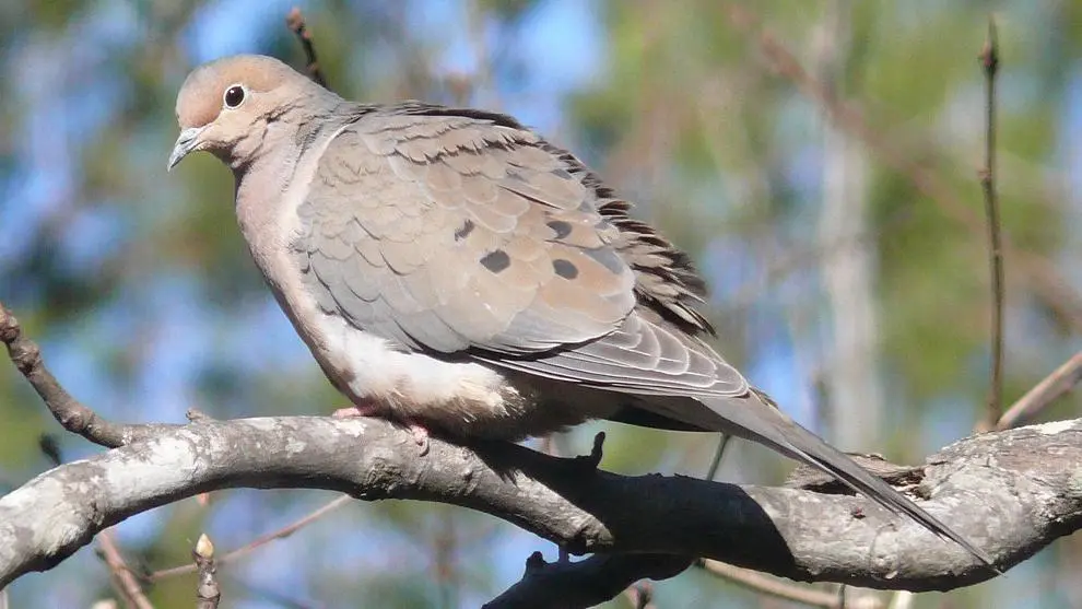 Morning dove