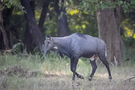 Image of a nilgai bull
