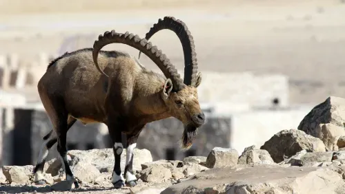 Image of a nubian ibex