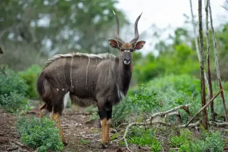 Image of a nyala