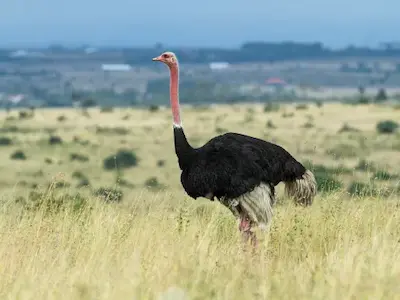 Image of an ostrich