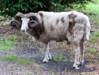 Image of a Painted Desert Sheep