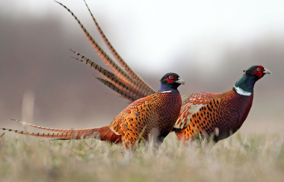 Image of a pheasant