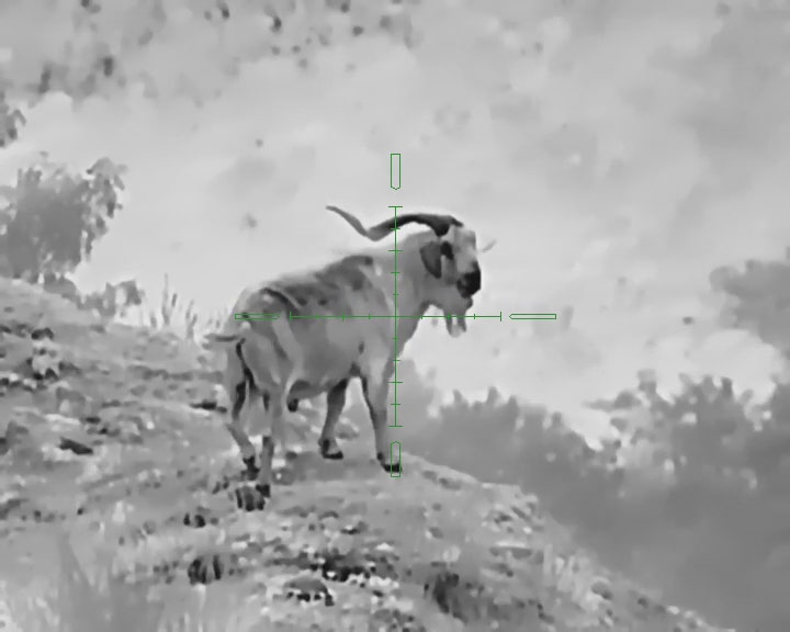 Image of a goat with a scope target on it