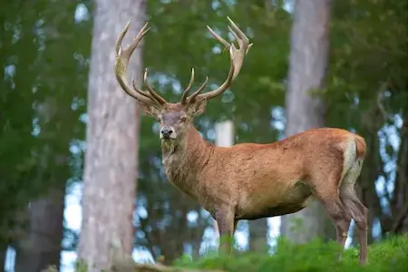 Hunting for a red stag