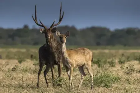 Hunting for a rusa deer