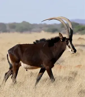 Hunting for a sable