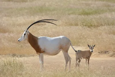 Image of a Scimitar Oryx