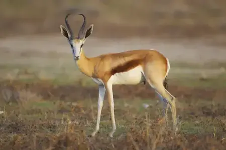 Hunting for a springbok