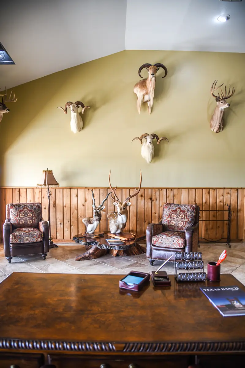 Rustic lodge with leather couches and trophy animal heads on the wall