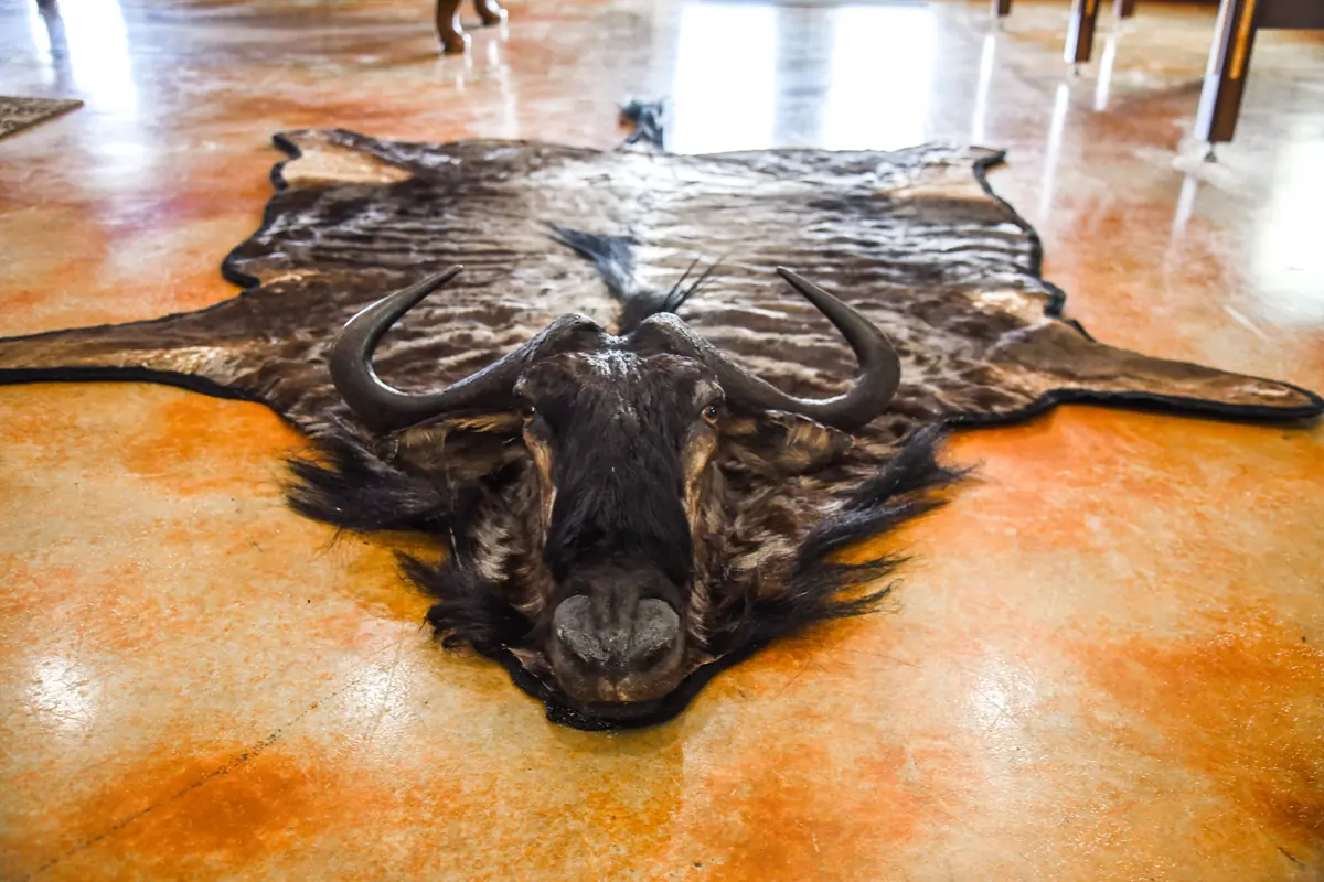 Wildebeest pelt on the floor