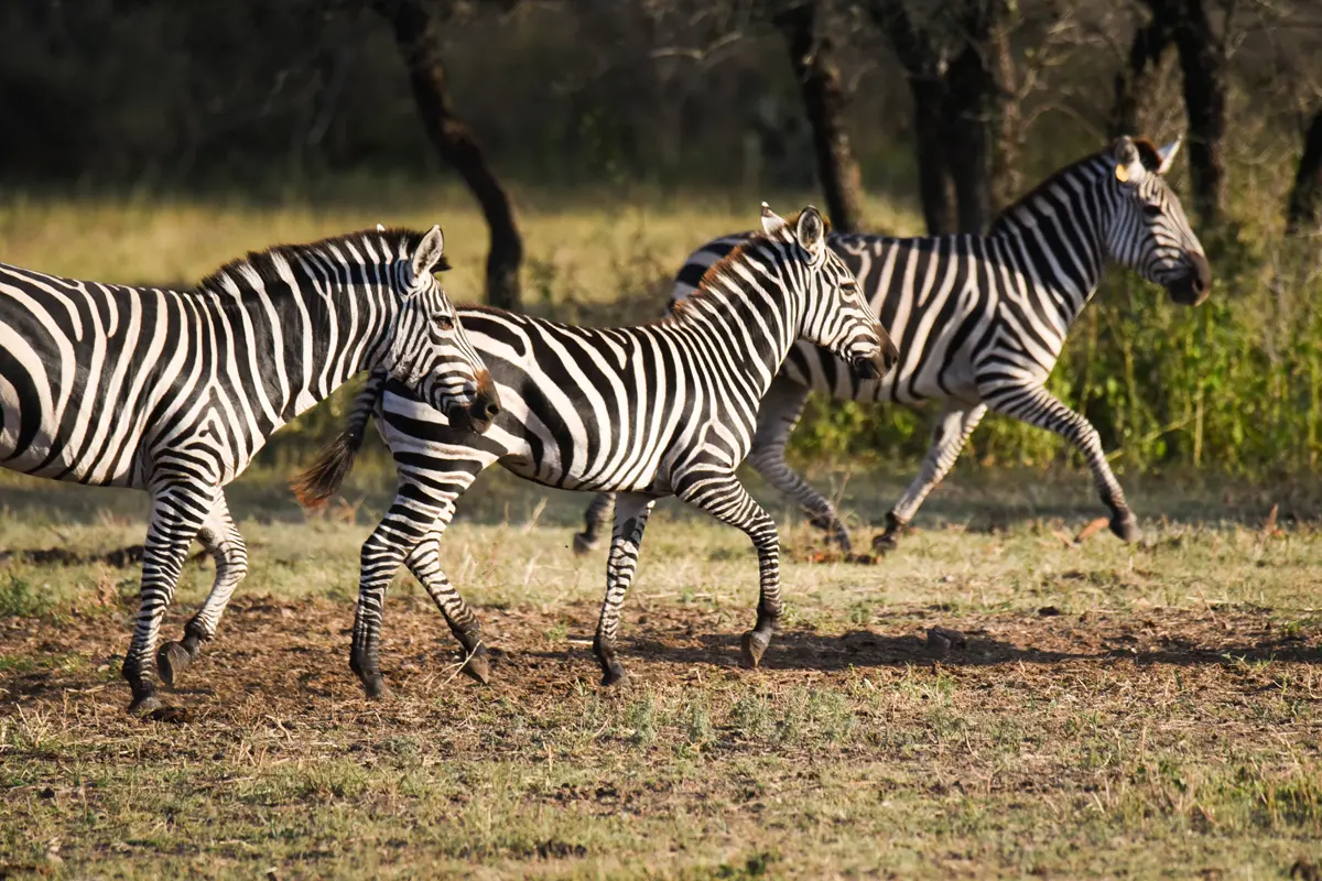 Zebras running.
